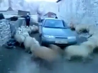 lambs dance lezginka to ossetian